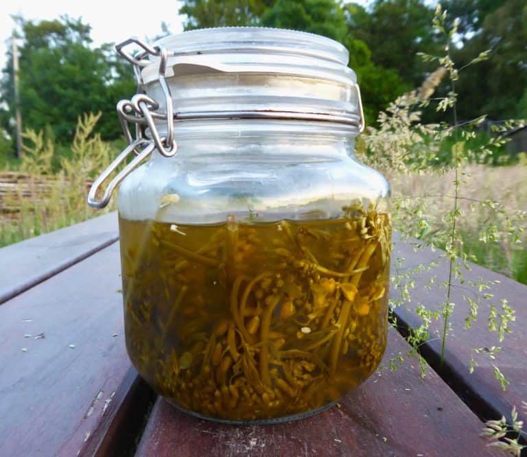 Fermented kale tops pickled kale tops in glass kilner jar outside in the sun