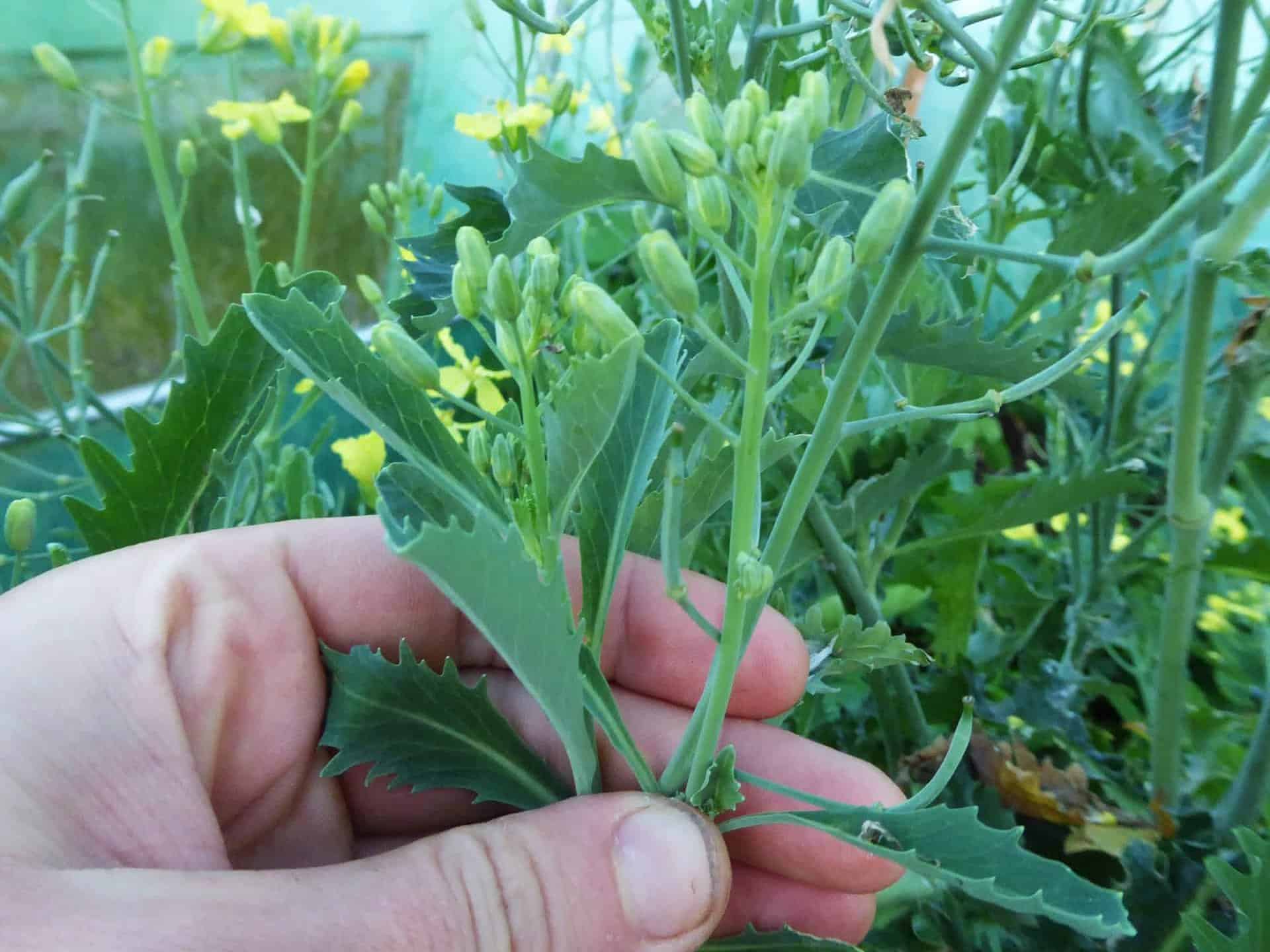 Kale tops kale flowers kale in polytunnel