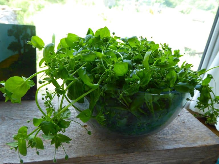 Glass bowl of chickweed on a wooden shelf