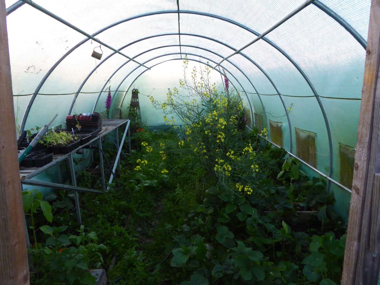 Polytunnel with green plnats